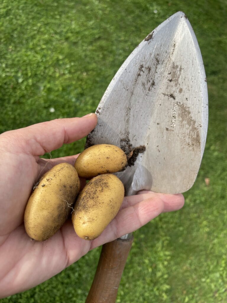Erdäpfel