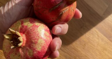 Die ersten eigenen Granatäpfel
