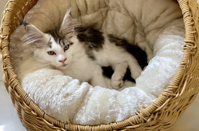 Noch ist die Muschel ein bisserl viel zu gross für ihn ..