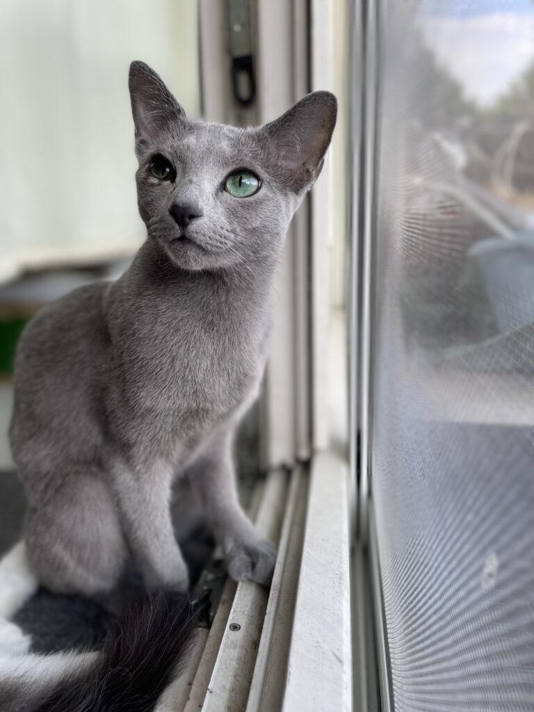 Bijou, unsere Schattenkatze
