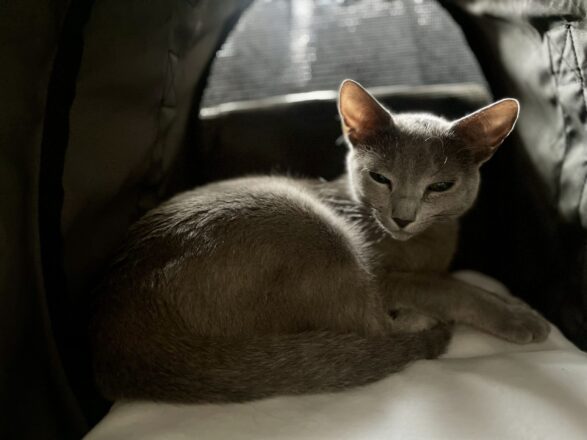 Coco hat sich’s im großen Carrier gemütlich gemacht