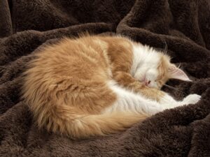 Merlin ist angekommen!